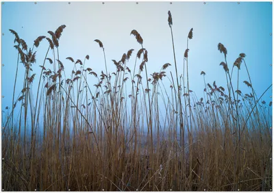 Produktbild von Wallario XXL Outdoor-Poster für Garten oder Balkon, Motiv Schilfrohr am See vor blauem Himmel, in ca. 400 x 280 cm