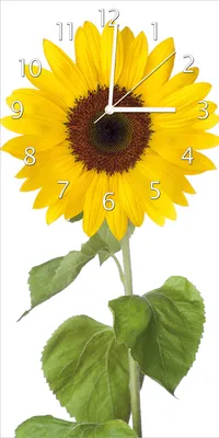 Produktbild von Wallario Design Wanduhr bedruckt, Größe 30 x 60 cm, Motiv: Sonnenblume