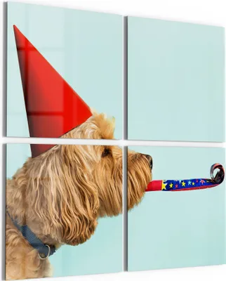Produktbild von DEQORI Glasbild Echtglas 4x50x50 cm 'Hund mit Partyaccessoires' Wandbilder XXL groß