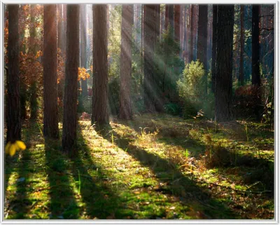 Produktbild von Wallario Wandbild Sonnenstrahlen im Herbstwald, Größe: 40,30 x 50,30 cm, Poster mit weißem Aluminiumrahmen