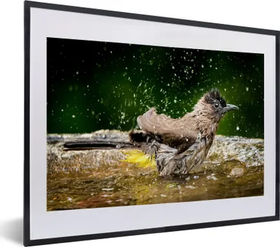 Produktbild von MuchoWow® MuchoWow® Gerahmtes Poster Vogel - Vogeltränke - Wasser 40x30 cm - Poster mit zchwarzem Bilderrahmen - Bilderrahmen - Poster im Rahmen