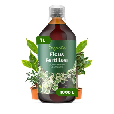 Zdjęcie produktu dla Ficus Nawóz Płynny 1 L – 2-1-8 NPK – Do Zielone Rośliny – Do Zdrowe Listy i Silny Wzrost – Podporuje Korzenie i Vitalitu – Organifer