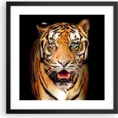 Produktbild von Gerahmtes Poster - Schwarzer Rahmen - tiger tier - 40x40 cm - Wand Bild - Wanddeko - Wandbilder - Kunstposter - Wandposter - Bilderrahmen - Bilder - Kunstdruck - Wandbild - P2BAC40x40-4103