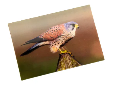 Produktbild von 3 D Ansichtskarte Falke, Postkarte Wackelkarte Hologrammkarte Tiere Tier Vogel