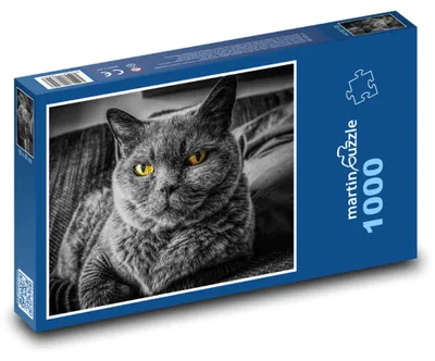 Obrázok produktu pre Puzzle 1000 Britská krátkosrstá mačka - martinpuzzle