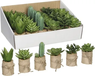 Produktbild von Sukkulente im Sack sortierte Modelle Preis pro Stück