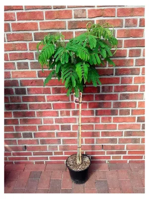 Produktbild von Albizia julibrissin Ombrella, Seidenbaum, Schlafbaum, Seidenakazie, Höhe: 180-190 cm + Dünger