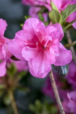 Zdjęcie produktu dla Rhododendron obtusum 'Babushka', azalia, różowe kwiaty, 30-40 cm