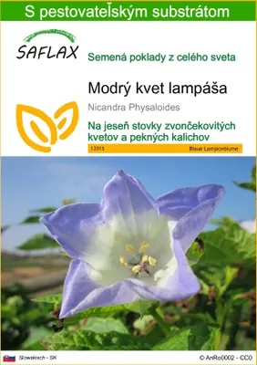 Obrázok produktu pre SAFLAX - Modrý kvet lampáša - Nicandra Physaloides - 100 Semená - S pestovateľským substrátom bez klíčkov