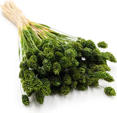 Produktbild von Phalaris Getrocknete - Kanariengras - Olivgrüne