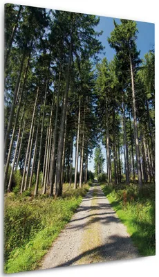 Produktbild von Wallario Premium Leinwandbild Stiller Waldweg in Größe 60 x 90 cm