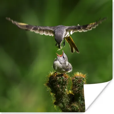 Produktbild von MuchoWow® Poster Vogel füttert seine Jungen 100x100 cm - Babyzimmer