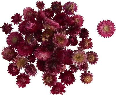 Produktbild von Strohblumenköpfe, ca. 20 - 30 g Rosa