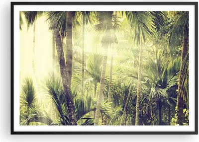 Produktbild von Gerahmtes Poster - Schwarzer Rahmen - Morgendämmerung Dschungel Palmen - 100x70 cm - Wand Bild - Wanddeko - Wandbilder - Kunstposter - Wandposter - Bilderrahmen - Bilder - P2BAA100x70-4450