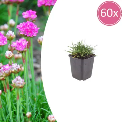 Zdjęcie produktu dla Armeria m. 'Splendens' | 60 sztuk - 10-25cm - Ø9cm - Roślina ogrodowa