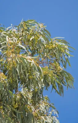 Produktbild von Schnee Eukalyptus Samen Eucalyptus pauciflora ssp. niphophila 30 Stück, Wuchshöhe ca. 6m, frosthart bis -18°C, für Bonsai