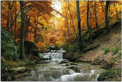 Produktbild von Wallario Outdoor-Poster für Garten oder Balkon, Motiv Kleiner Bach über Steine im Herbstwald, in ca. 61 x 91,50 cm