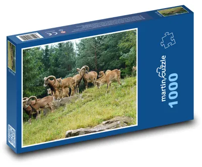 Obrázek produktu pro Puzzle 1000 Muflon - stádo kopytníků - martinpuzzle
