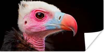 Produktbild von MuchoWow® Poster Geier - Vogel - Schnabel 120x60 cm - Bild