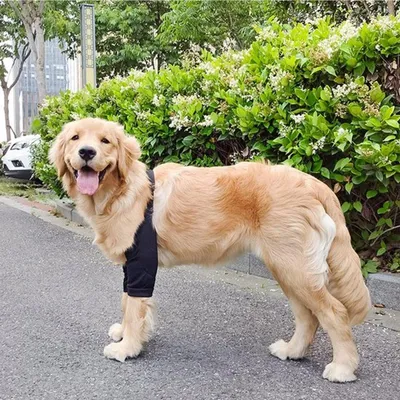 Wundschutz Hund - Schutz nach Operation - Anti-Leck Design - Größe XL - Schwarz