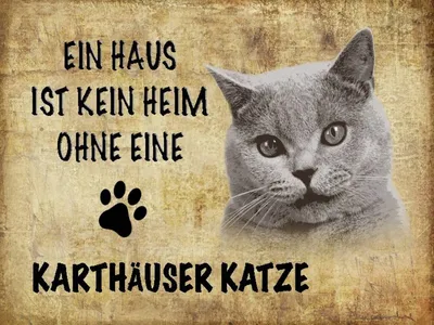 Produktbild von vianmo Holzschild 30x40 cm Kartäuser Katze ohne kein Heim