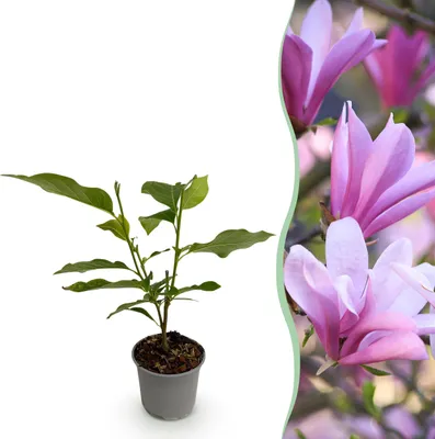 Immagine prodotto di Magnolia Betty - Fiore bianco - Deciduo - Bassa manutenzione - 30cm - Ø12cm - Pianta da giardino