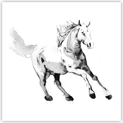 Produktbild von Poster - Poster ohne Rahmen - Pferd Galopp Tier - 60x60 cm - Wand Bild - Wanddeko - Wandbilder - Kunstposter - Wandposter - Bilder - Kunstdruck - Wanddekoration - Wandbild - P2XAC60x60-5117