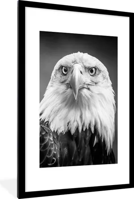Produktbild von MuchoWow® Gerahmtes Poster Adler - Raubvogel - Schwarz - Weiß - Tiere 60x90 cm - Poster mit Schwarzem Bilderrahmen Wandposter Rahmen Foto Bilder - Dekoration - Wandposter Wohnzimmer - Hochwertig