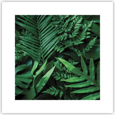 Produktbild von Poster - Poster ohne Rahmen - Exotisch Blätter Monstera - 30x30 cm - Wand Bild - Wanddeko - Wandbilder - Kunstposter - Wandposter - Bilder - Kunstdruck - Wanddekoration - Wandbild - P2XAC30x30-4746