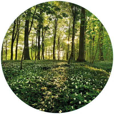 Produktbild von Wallario Premium Glasbild, freischwebende Optik, kräftige Farben, rund 50cm Durchmesser, Motiv Waldanemonen und Sonnenstrahlen im Wald