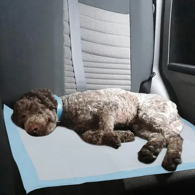 Produktbild von Vigevee 200 Stück Welpenunterlagen 45x60 cm Hundetoilette Pads Einweg Hunde Trainingsmatten