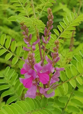 Image de Indigofera heterantha 'Gerardiana' / Indigotier rose