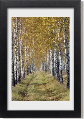 Produktbild von Bild 20x30 MDF-Rahmen, Wandkunst Birkenwald