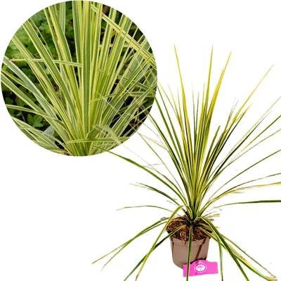 Produktbild von Cordyline australis 'Lime Passion'®, Kohlpalme, Höhe 60 cm, 2-Liter-Topf