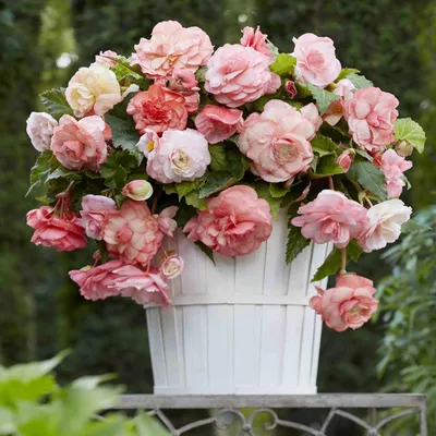 Image de Begonia Splendide Flamenca 1 pièce bégonias plants plant bulbe