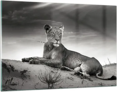 Produktbild von Bilder auf glas - Tierwelt weiblich katze Tier - 120x80cm - Glasbilder - Wandbilder - Kunstdruck - zum Aufhängen bereit - Wanddekoration aus Glas - Glas Bilder - Wandbild auf Glas - GAA120x80-3165