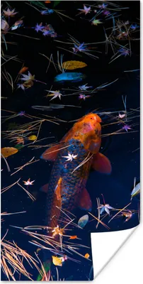 Produktbild von MuchoWow® Poster Ein farbiger Koi-Karpfen in einem Teich 75x150 cm - Dekoration für die Wände