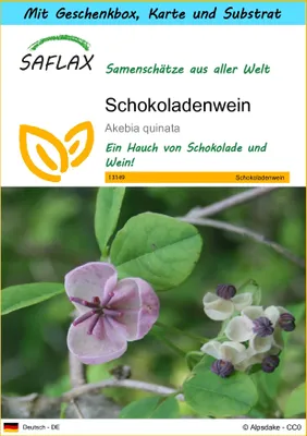Produktbild von SAFLAX Geschenk Set - Schokoladenwein - Akebia quinata - 10 Samen - Mit Geschenkbox, Versandaufkleber, Geschenkkarte und Anzuchtsubstrat