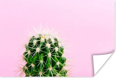 Produktbild von MuchoWow® Poster Kaktus auf Rosa 60x40 cm - Schlafzimmerdekoration