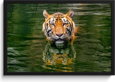 Produktbild von MuchoWow® MuchoWow® Gerahmtes Poster Tiger - Wasser - Spiegelung 60x40 cm - Poster mit zchwarzem Bilderrahmen - Printing - Wanddeko Schlafzimmer