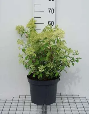 Produktbild von Hydrangea pan. 'Bobo'® - Rispenhortensie Bobo 50- 60 cm Container