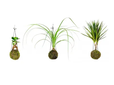Obrázek produktu pro Gardners Set Baby Kokedam (S)
