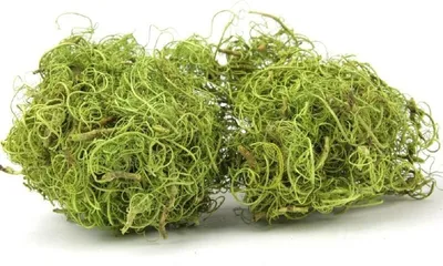 Produktbild von Curly Moos in Grün, Gewicht ca. 500g | Deko-Moos