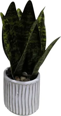 Zdjęcie produktu dla Sanseviera HOMLA 20 cm