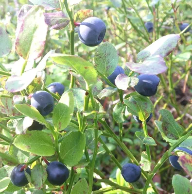 Image de 3 pièces Myrtille sauvage Myrtille Vaccinium Myrtillus 10 - 15 cm