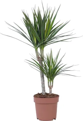 Zdjęcie produktu dla Dracena - Dracaena marginata - Wysokość 70-80cm - ⌀17cm