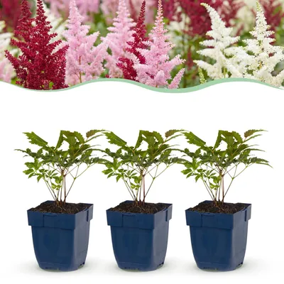 Image de Green boutiQ - Plante vivace - Astilbe Tricolour - Spiraea paniculata - Ombre - Violet - Rose - Blanc - 6 plants - Pot de 11 cm - Hauteur 15-25 cm