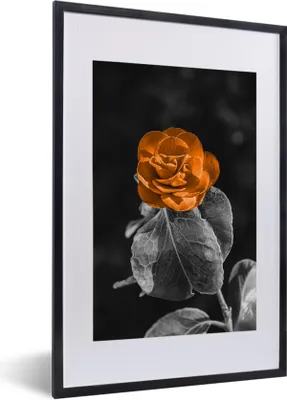 Produktbild von MuchoWow® MuchoWow® Gerahmtes Poster Blumen - Rosen - Orange - Schwarz - Weiß 40x60 cm - Poster mit zchwarzem Bilderrahmen - Poster in Rahmen