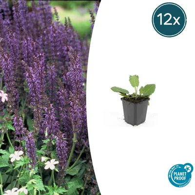 Produktbild von Waldsalbei – Salvia nemorosa 'Mainacht' – 9-cm-Topf – 12er-Set