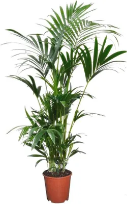 Produktbild von Famanu Kentia-Palme Exotische Zimmerpflanze - 90-100 cm
